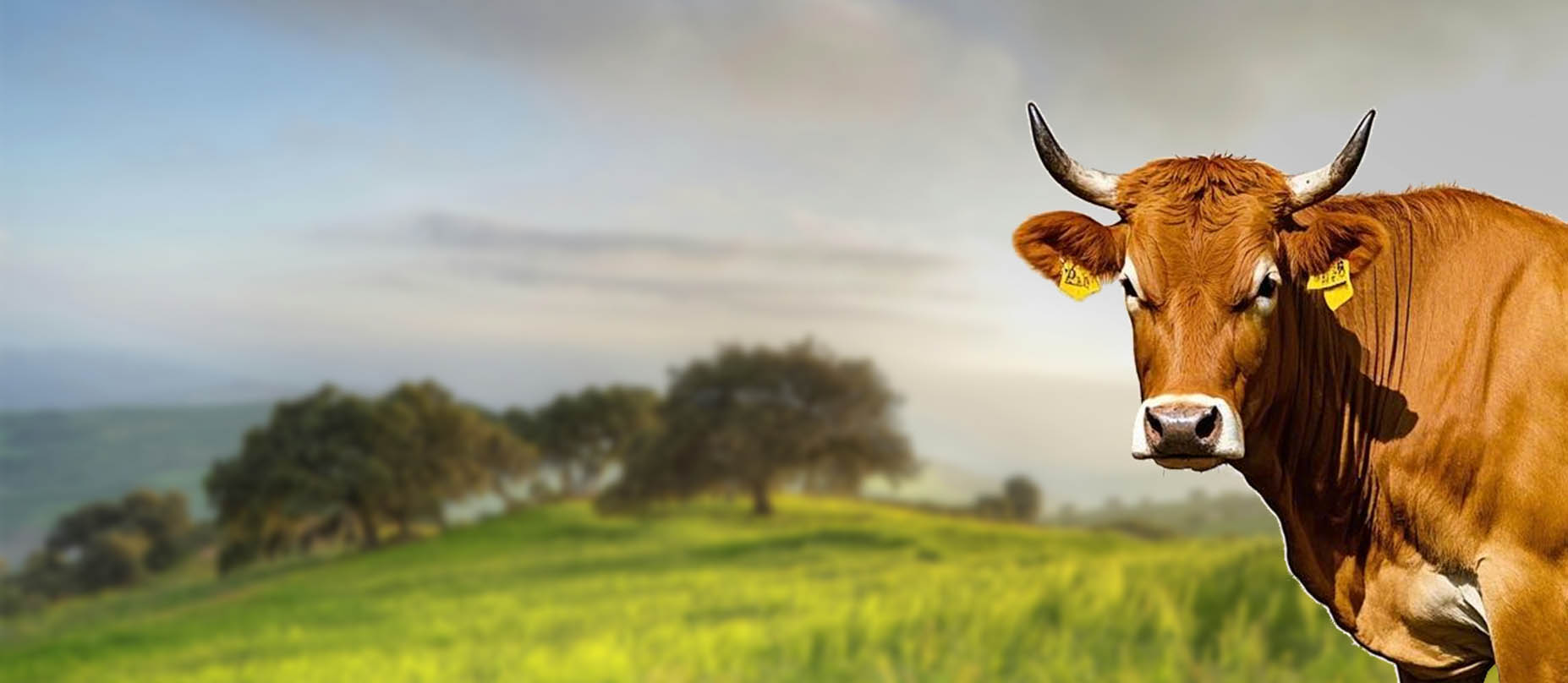 梁山黄牛<br><br>一头有身份证和族谱的忠义好牛<br>跨越梁山，直抵餐桌